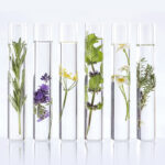 Extractos naturales y plantas utilizados en cosmética profesional vegana, ingredientes de origen vegetal para el cuidado de la piel